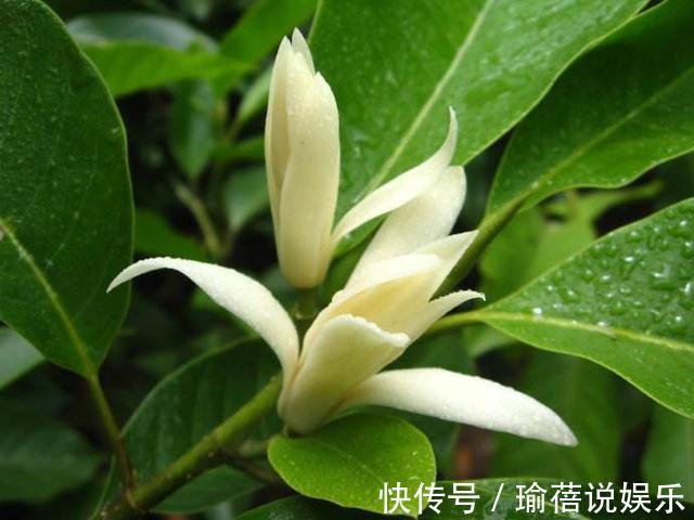 叶子|我国最香的花,叶子都是香的!简直就是“天然空气净化器”!