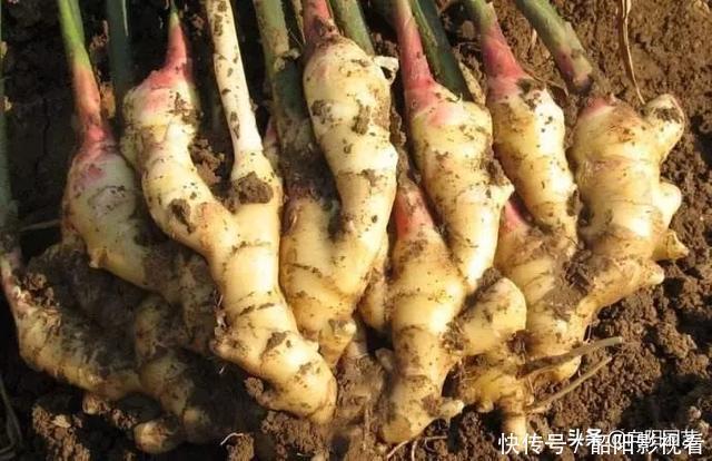 教你在家种生姜，掰个小姜芽，夏天埋土里，不出两个月长成山