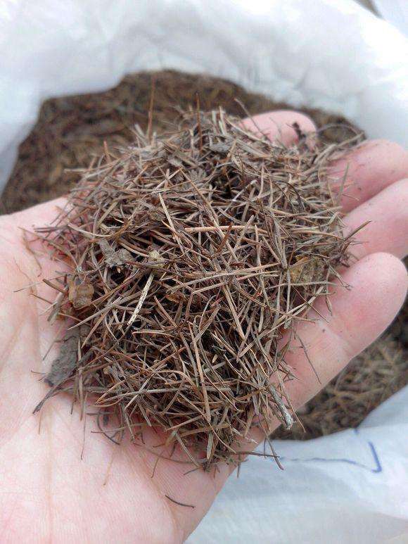 花卉|爷爷养花,出门捡点它,热水煮一煮“垫盆底”,花卉长得根粗叶绿