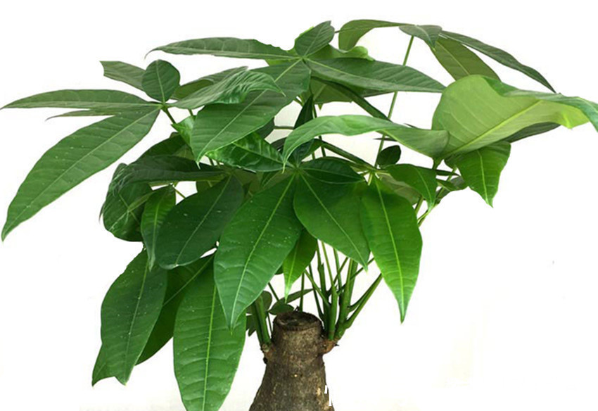 发财树|八种花养护不能太勤快，越勤快越养不好，懒一点就越长越旺