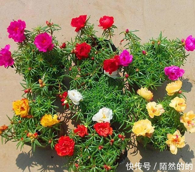 5种强悍花,个个晒不死,不晒就蔫巴,见光开大花,一开300天!