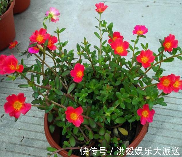 养花|家里“3种花”最怕潮，哪里干燥就放哪，才能一年四季“花儿旺”