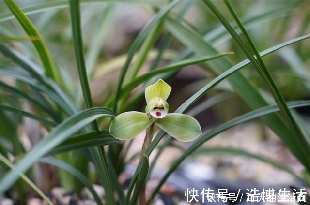 微酸性|厨房这1料,养兰“特有效”,一洒一喷,兰花生根快,新芽蹿不停!