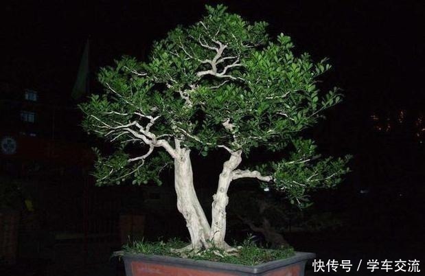 罗汉松|这3种树,越养越“贵气”,养上5年就成老桩树,上万都不卖!