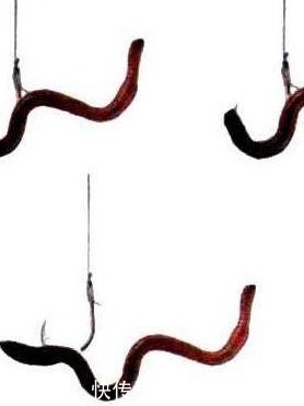 蚯蚓的三种挂钩方法,针对不同鱼情你真的用对了吗?——盛世三渔