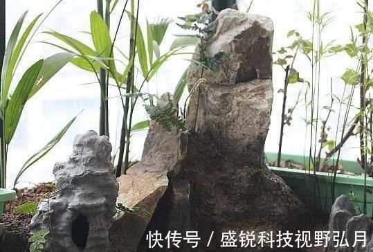 鱼池|偷偷在阳台砖砌鱼池, 邻居来玩, 去物业把我投诉了