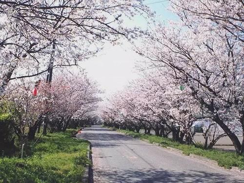 日本47个都道府县，一处一个最佳赏樱地点（前篇）