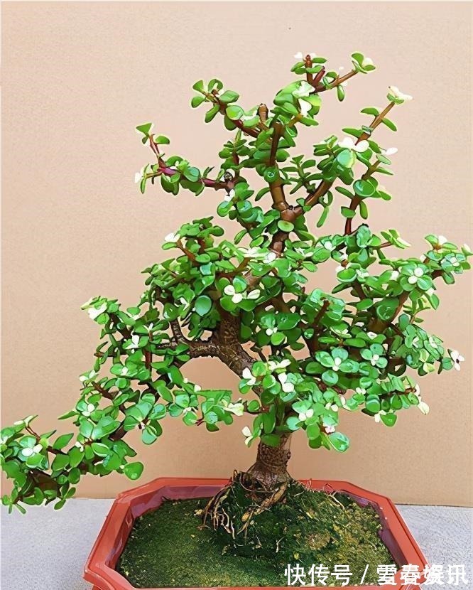 4种“便宜花”,多修剪少浇水,养成高价盆景,价格翻倍