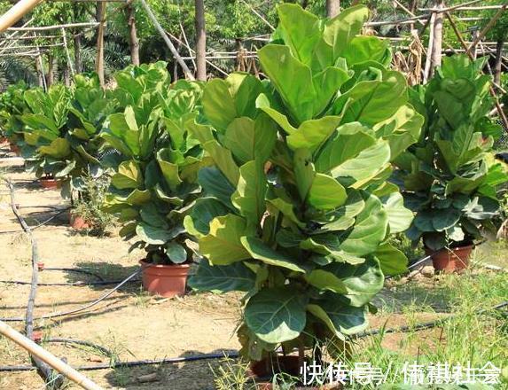 琴叶榕|3种花“太值钱”,不用去买,将“枝叶”拿来扦插,在4月就生根