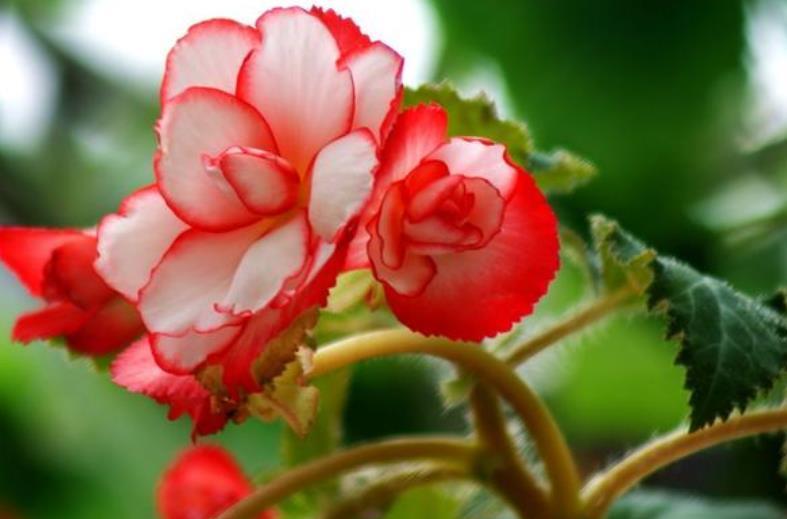 4种花超漂亮,个个美出状态,家里养一盆,招财又纳福!