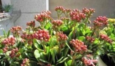 长寿花喝上“天然促花水”,30天就开爆盆,开完还开