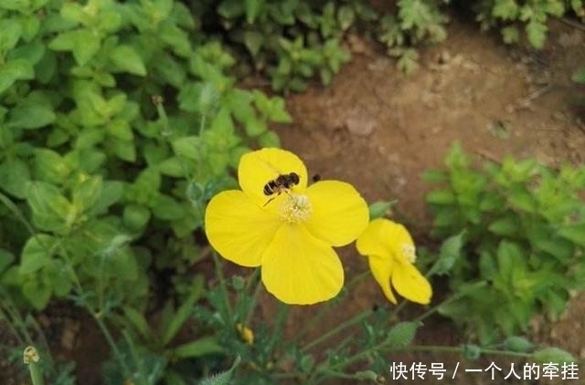 咽喉痛|农村一野草,常被当野草除掉,却是治牙痛良药,人称“勒马回”