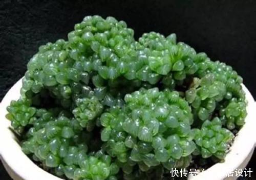 浇水|“夏必死”的5种多肉,改变养殖方法,不黑腐烂根,能安全度夏