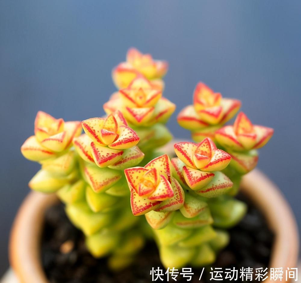 多肉植物徒长是好还是坏,需要如何处理