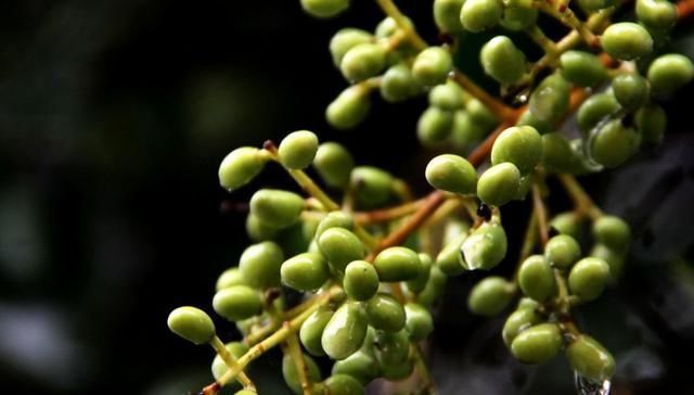 肝肾|此物滋养肝肾、充盛精血，退阴虚之火，生发黑发、明目，平血之压