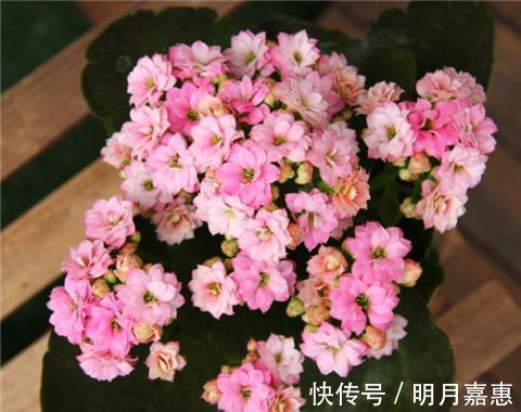 洋葱|最厉害的营养液:给长寿花喝一勺,花开鲜艳,花期长达180天!