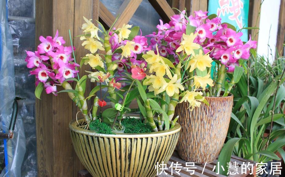 公认的“12种耐阴花”,有点散光就能长,花叶俱美有格调