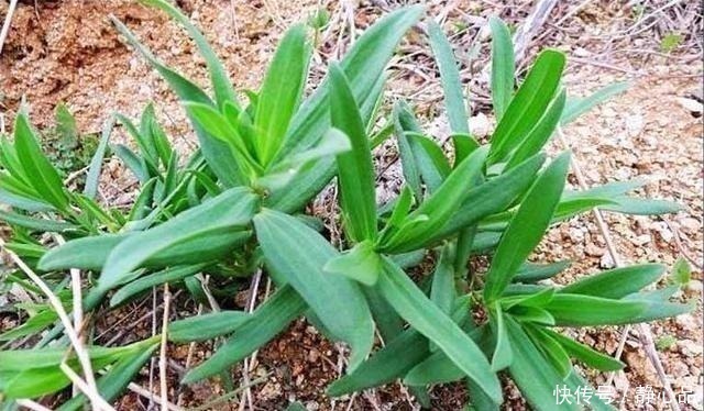 相对性|山上一野菜,半个月就可采摘一次,市场一斤卖60元,见到请珍惜