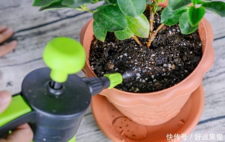 重点|到了夏天,新手养花该先抓住哪些重点?关键有3处