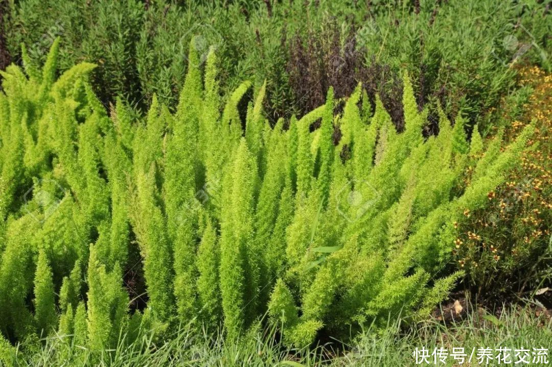 排水性|适合养树荫下的5种观赏植物，有观叶和开花两类植物可供选择