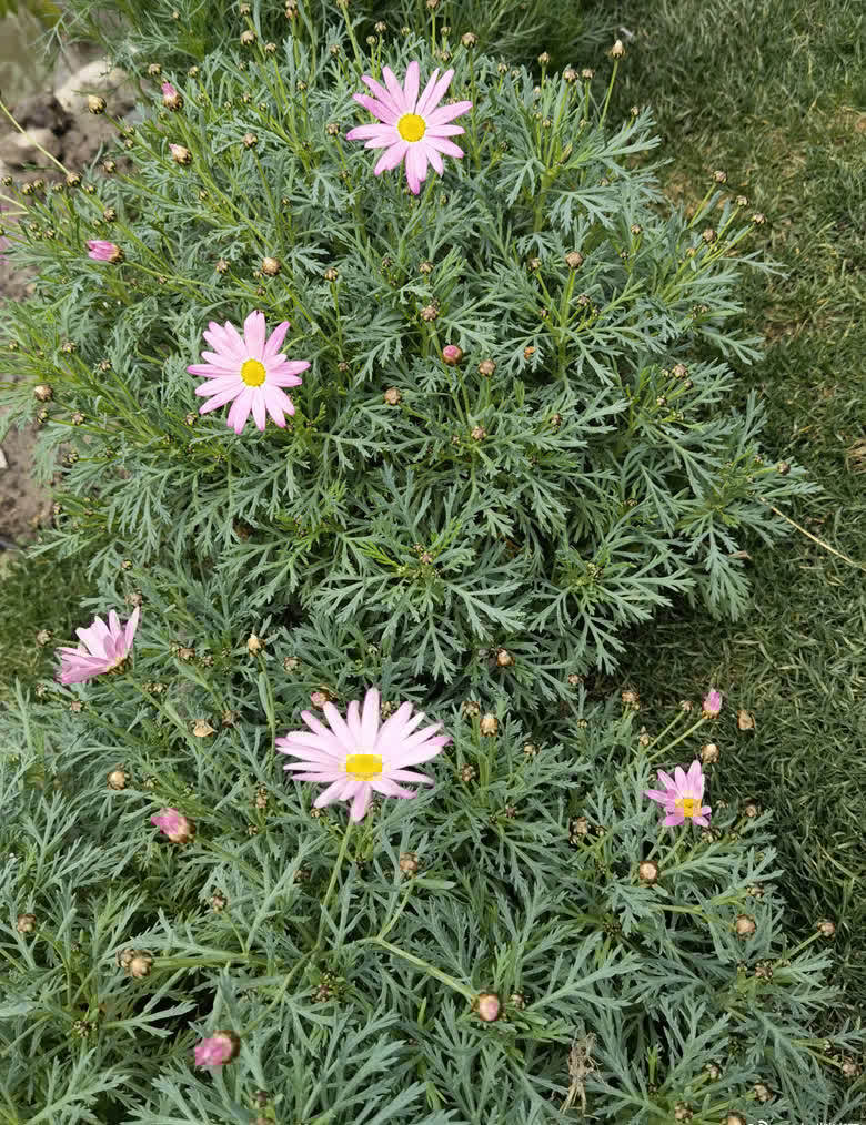 鄒市明吳尊劉畊宏等家庭聚會 網(wǎng)友直呼重現(xiàn)爸爸去哪兒