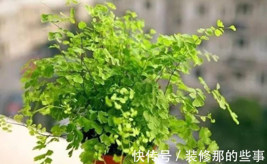 黄叶|家里养4种花,8月也要浇透水,一天不浇就黄叶,别大意