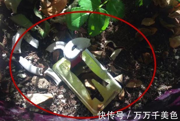 偏方|醋，蚊香，这些养花偏方，到底有没有效果