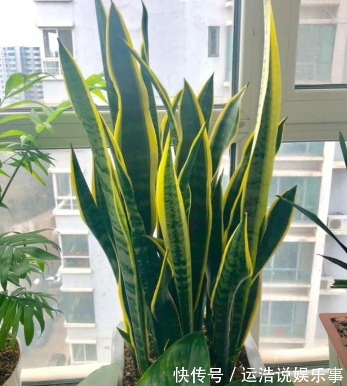 净化|“5种花”一定要养,人养花,花也养人,越养家里越清新、添福气