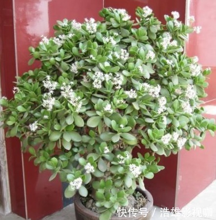 养花要舍得“剪头”，4种花“越剪越旺”，你做对了吗