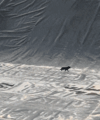 |搞笑GIF趣图:女孩和男孩的区别,过于真实