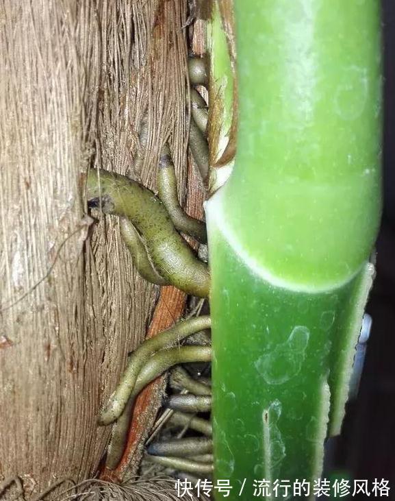 要想绿萝养得好,这件事不能少,做好了绿萝蹭蹭长