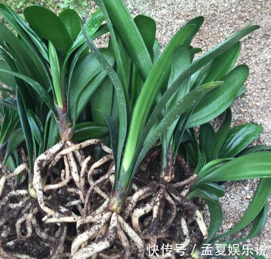 盆栽|养殖君子兰盆栽,想要叶绿根茎粗得''喂点它'',在家就能自制