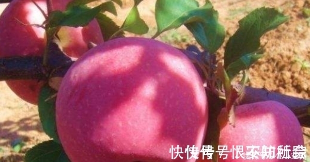 苹果皮|吃苹果也分时间?这2个时间适合吃,你知道吗?