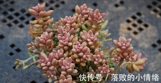 多肉怎么养才能又肥又萌?