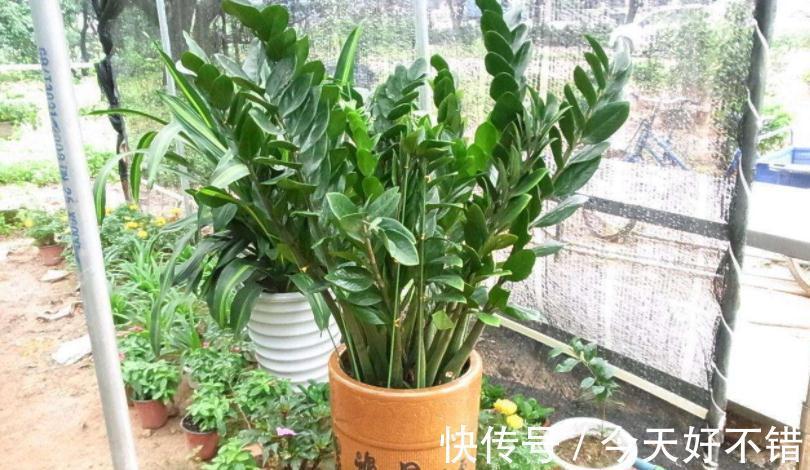 这5种植物寓意好,好看又好养,适合中国家庭入手