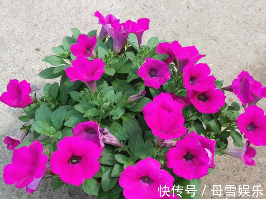 浇花|自制绿叶水，一月用一次，花卉叶片浓绿油亮，长势迅猛