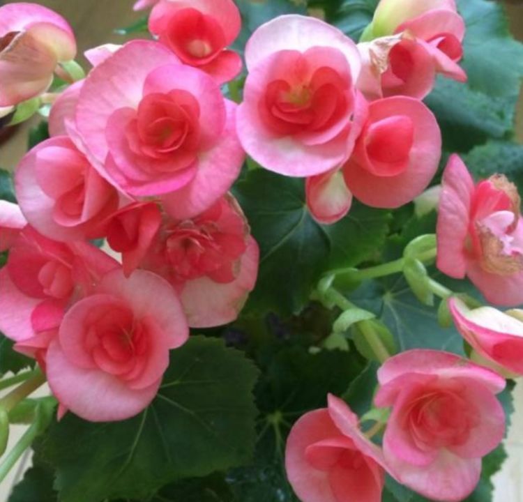 秋海棠秋海棠|家里阳台养此款花,新手也能养爆盆,比香水都好闻,满屋子都是香