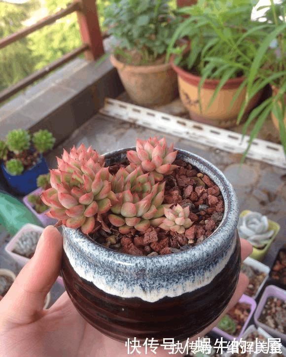 多肉没有高低贵贱,肉友的水平却有高低