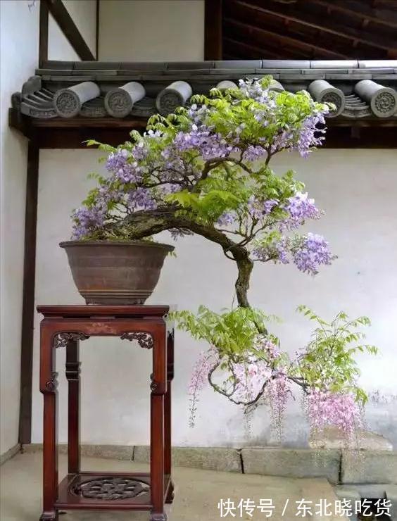 六种“长寿花”,越老越值钱,花开富贵,越养越精贵