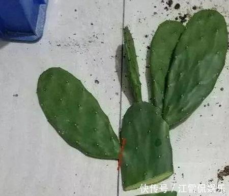 崽子|养了十多年,仙人掌都不变样,狠心来一刀,突然爆发开始猛长