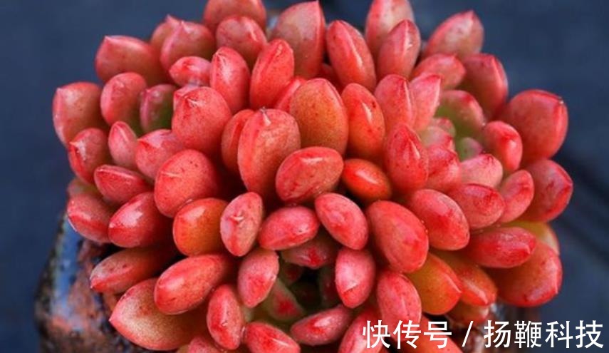 光照|夏天褪色的多肉红宝石,8月教你几个小技巧,养成红艳肉墩子