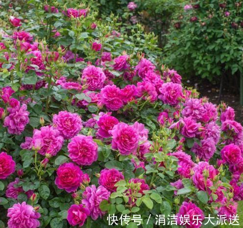 婀娜|喜欢玫瑰,不如养“珍贵玫瑰”安妮公主,丰腴婀娜,芳姿耀眼