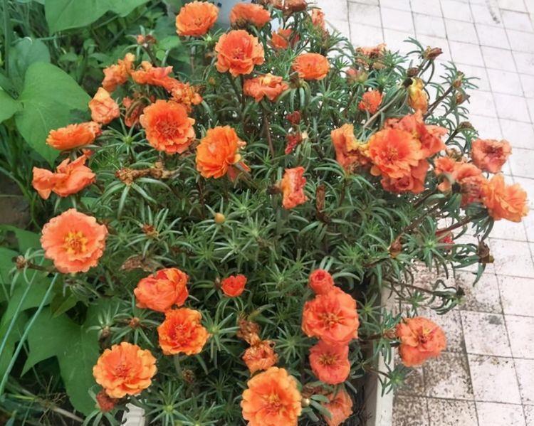 农历9月29日霜降后,养什么花?以下3种花,吉庆有余岁岁平安