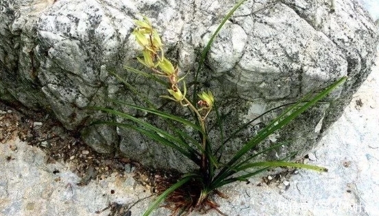 春季踏青要注意,看到这种“兰花”请管好你的手,它太珍贵了