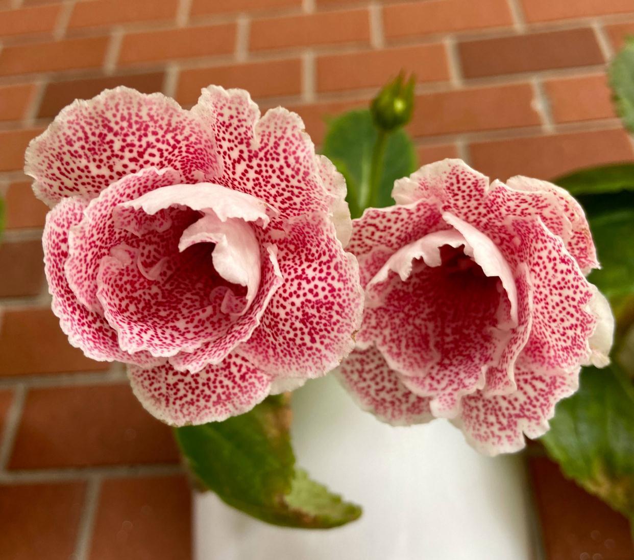 大岩桐怎么养？记住3招，花朵大又美、四季有花、姹紫嫣红