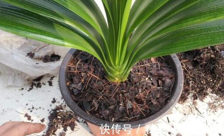 百花“珍品”君子兰,盆栽期间该注意什么?