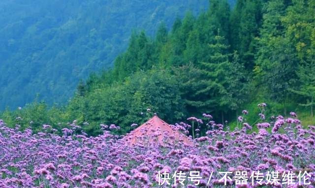 浪漫|「鱼凫香山」许你一场紫色的浪漫