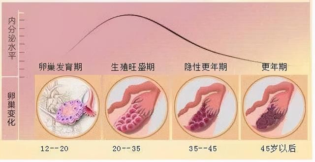 雌激素|没想到熬夜、节食的副作用，居然还有卵巢早衰……