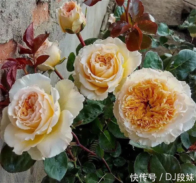 盘点容易混淆的黄花月季品种,能分清其中五个,你就是养花大神