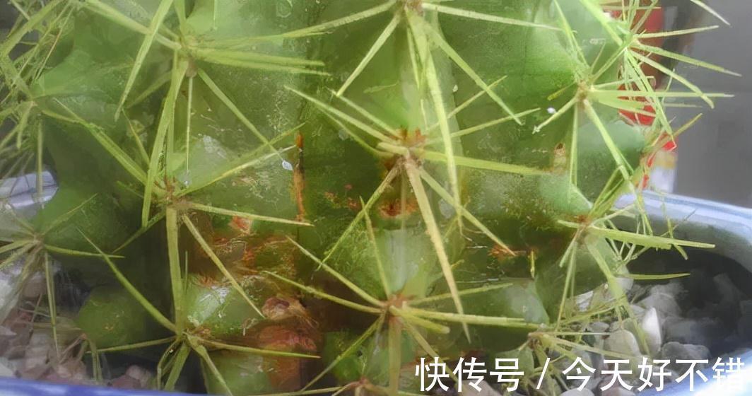 叶片|10种花，空气再干也别“喷水”，容易黄叶“掉花苞”